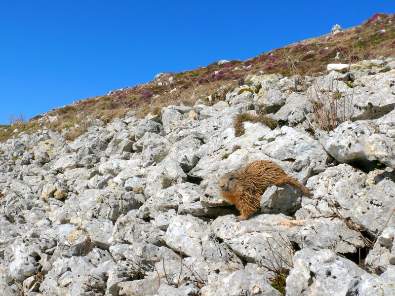 Boccoli d''oro -  Marmotte del Monte Baldo